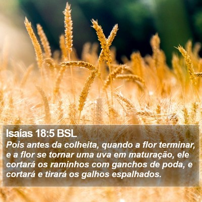 Isaías 18:5 BSL Bible Verse Image