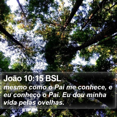 João 10:15 BSL Bible Verse Image