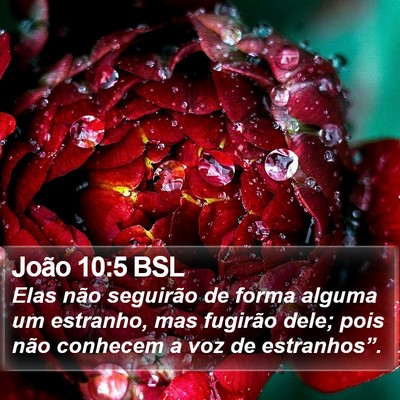 João 10:5 BSL Bible Verse Image