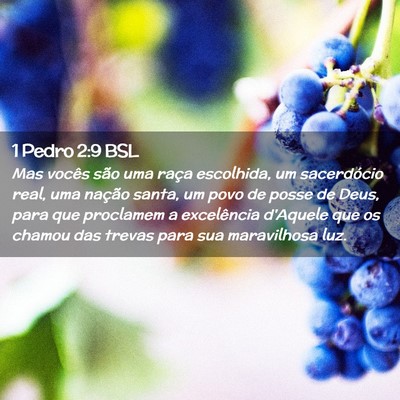 Picture 02 - 1 Pedro 2:9 BSL - Mas vocês são uma raça escolhida, um - Bible Verse Picture