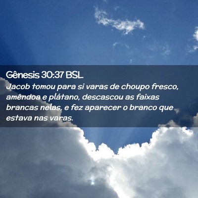 Picture 02 - Gênesis 30:37 BSL - Jacob tomou para si varas de choupo fresco, - Bible Verse Picture