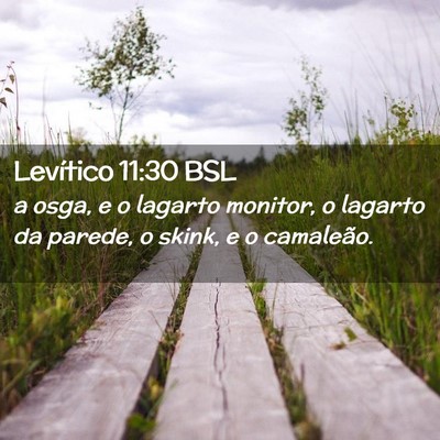 Picture 02 - Levítico 11:30 BSL - a osga, e o lagarto monitor, o lagarto da parede, - Bible Verse Picture