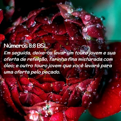 Picture 02 - Números 8:8 BSL - Em seguida, deixe-os levar um touro jovem e sua - Bible Verse Picture