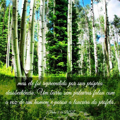 Picture 03 - 2 Pedro 2:16 BSL - mas ele foi repreendido por sua própria - Bible Verse Picture