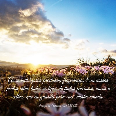Picture 03 - Canção de Salomão 7:13 BSL - As mandrágoras produzem fragrância. Em nossas - Bible Verse Picture