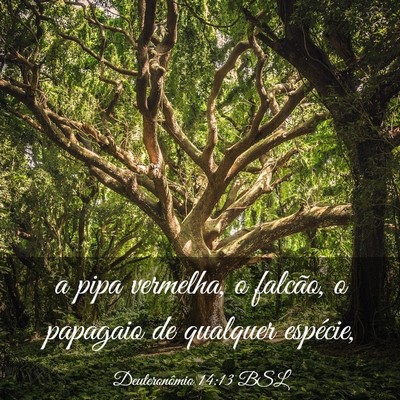 Picture 03 - Deuteronômio 14:13 BSL - a pipa vermelha, o falcão, o papagaio de - Bible Verse Picture