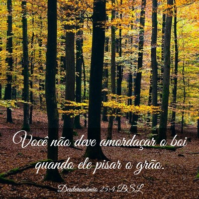 Picture 03 - Deuteronômio 25:4 BSL - Você não deve amordaçar o boi quando ele pisar - Bible Verse Picture