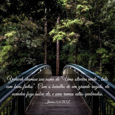 Picture 03 - Jeremias 11:16 BSL - Yahweh chamou seu nome de “Uma oliveira - Bible Verse Picture