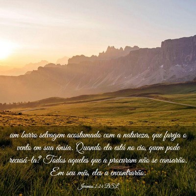 Picture 03 - Jeremias 2:24 BSL - um burro selvagem acostumado com a natureza, que - Bible Verse Picture