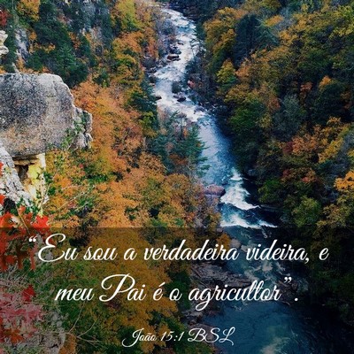 Picture 03 - João 15:1 BSL - “Eu sou a verdadeira videira, e meu Pai é o - Bible Verse Picture