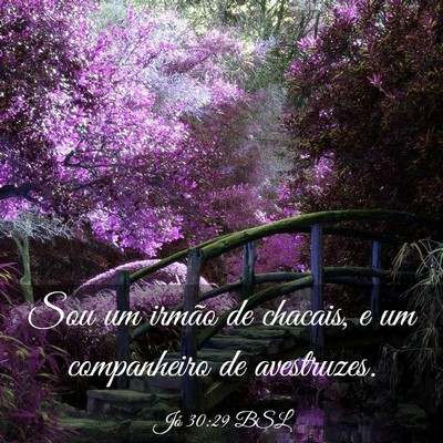 Picture 03 - Jó 30:29 BSL - Sou um irmão de chacais, e um companheiro de - Bible Verse Picture