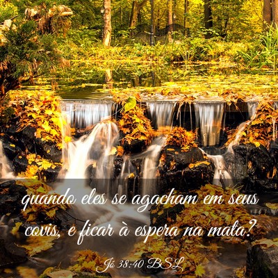 Picture 03 - Jó 38:40 BSL - quando eles se agacham em seus covis, e ficar à - Bible Verse Picture