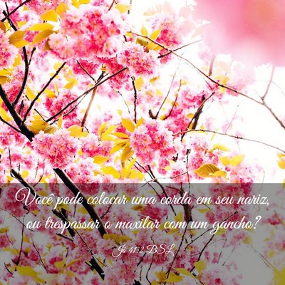 Picture 03 - Jó 41:2 BSL - Você pode colocar uma corda em seu nariz, ou - Bible Verse Picture