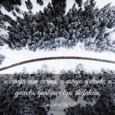 Picture 03 - Levítico 11:16 BSL - a coruja com cornos, a coruja gritante, a - Bible Verse Picture