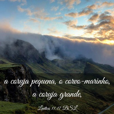 Picture 03 - Levítico 11:17 BSL - a coruja pequena, o corvo-marinho, a coruja - Bible Verse Picture