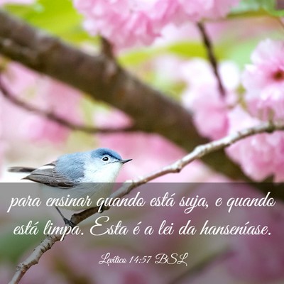 Picture 03 - Levítico 14:57 BSL - para ensinar quando está suja, e quando está - Bible Verse Picture