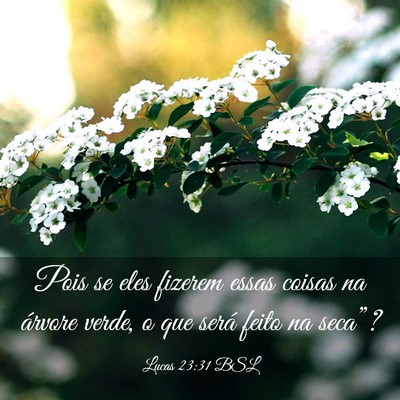Picture 03 - Lucas 23:31 BSL - Pois se eles fizerem essas coisas na árvore - Bible Verse Picture