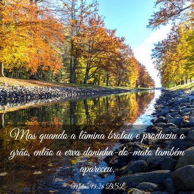 Picture 03 - Mateus 13:26 BSL - Mas quando a lâmina brotou e produziu o grão, - Bible Verse Picture