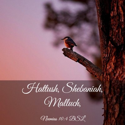 Picture 03 - Neemias 10:4 BSL - Hattush, Shebaniah, - Bible Verse Picture