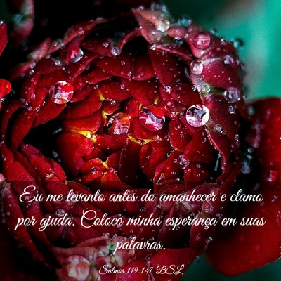 Picture 03 - Salmos 119:147 BSL - Eu me levanto antes do amanhecer e clamo por - Bible Verse Picture