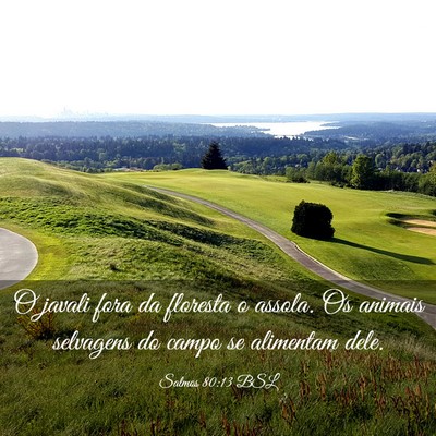 Picture 03 - Salmos 80:13 BSL - O javali fora da floresta o assola. Os animais - Bible Verse Picture