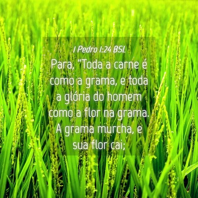 Picture 04 - 1 Pedro 1:24 BSL - Para, “Toda a carne é como a grama, e toda a - Bible Verse Picture