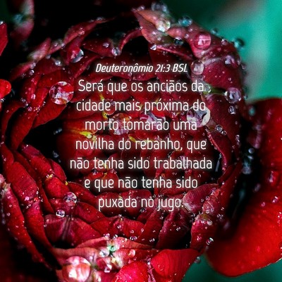 Picture 04 - Deuteronômio 21:3 BSL - Será que os anciãos da cidade mais próxima do - Bible Verse Picture