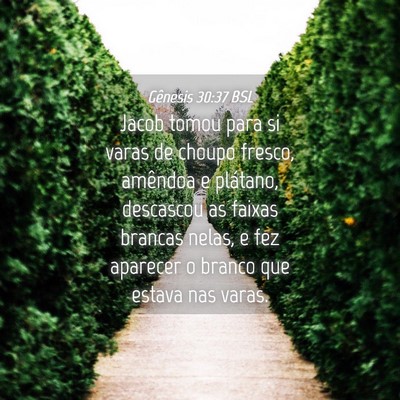 Picture 04 - Gênesis 30:37 BSL - Jacob tomou para si varas de choupo fresco, - Bible Verse Picture