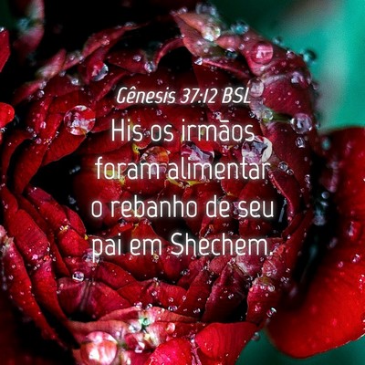 Picture 04 - Gênesis 37:12 BSL - His os irmãos foram alimentar o rebanho de seu - Bible Verse Picture