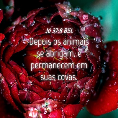 Picture 04 - Jó 37:8 BSL - Depois os animais se abrigam, e permanecem em - Bible Verse Picture