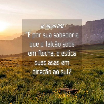 Picture 04 - Jó 39:26 BSL - “É por sua sabedoria que o falcão sobe em - Bible Verse Picture