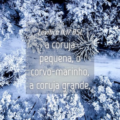 Picture 04 - Levítico 11:17 BSL - a coruja pequena, o corvo-marinho, a coruja - Bible Verse Picture