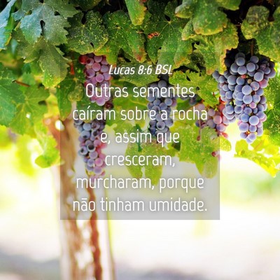 Picture 04 - Lucas 8:6 BSL - Outras sementes caíram sobre a rocha e, assim - Bible Verse Picture