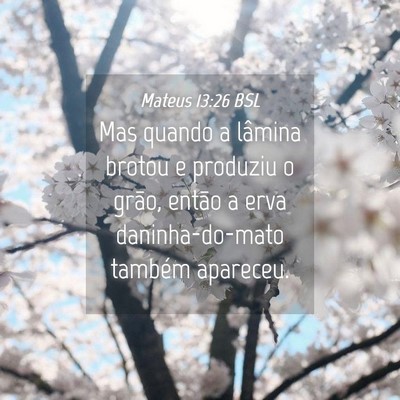 Picture 04 - Mateus 13:26 BSL - Mas quando a lâmina brotou e produziu o grão, - Bible Verse Picture
