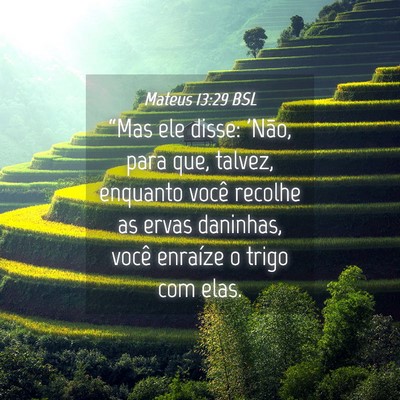 Picture 04 - Mateus 13:29 BSL - “Mas ele disse: 'Não, para que, talvez, - Bible Verse Picture