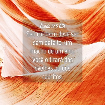 Picture 04 - Êxodo 12:5 BSL - Seu cordeiro deve ser sem defeito, um macho de um - Bible Verse Picture