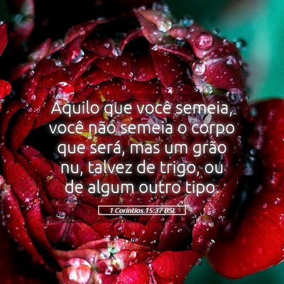 Picture 05 - 1 Coríntios 15:37 BSL - Aquilo que você semeia, você não semeia o - Bible Verse Picture