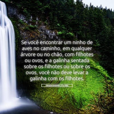 Picture 05 - Deuteronômio 22:6 BSL - Se você encontrar um ninho de aves no caminho, - Bible Verse Picture