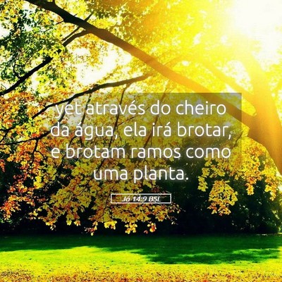 Picture 05 - Jó 14:9 BSL - yet através do cheiro da água, ela irá brotar, - Bible Verse Picture