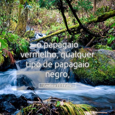 Picture 05 - Levítico 11:14 BSL - o papagaio vermelho, qualquer tipo de papagaio - Bible Verse Picture