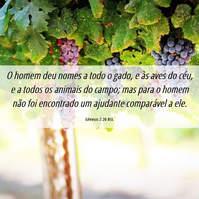 Picture 06 - Gênesis 2:20 BSL - O homem deu nomes a todo o gado, e às aves do - Bible Verse Picture