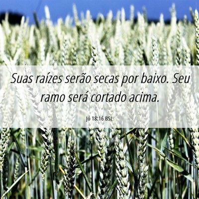 Picture 06 - Jó 18:16 BSL - Suas raízes serão secas por baixo. Seu ramo - Bible Verse Picture