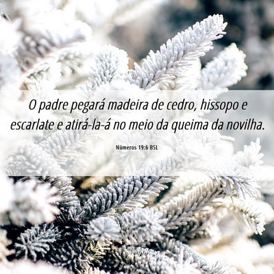 Picture 06 - Números 19:6 BSL - O padre pegará madeira de cedro, hissopo e - Bible Verse Picture