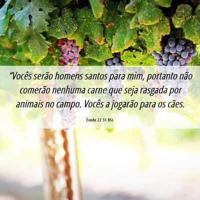 Picture 06 - Êxodo 22:31 BSL - “Vocês serão homens santos para mim, portanto - Bible Verse Picture