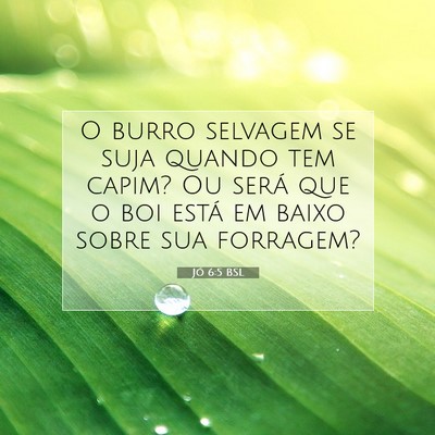Picture 07 - Jó 6:5 BSL - O burro selvagem se suja quando tem capim? Ou - Bible Verse Picture